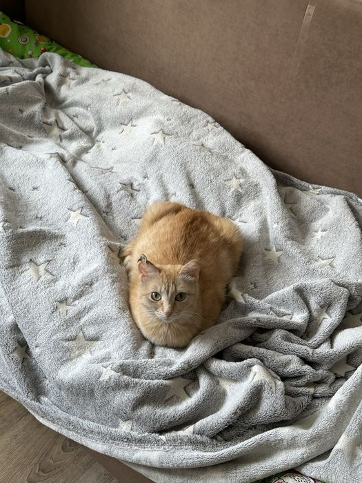 Отдам рыжую кошечку