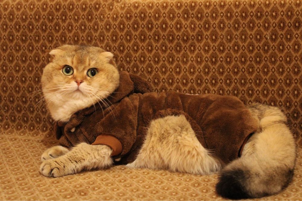 Шотландски клепоух котарак златна чинчила