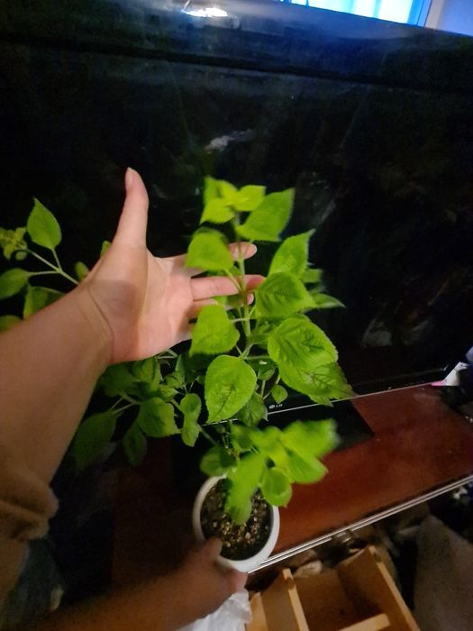 Цветок  Колиус домашний