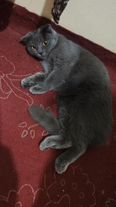 mushuk sotladi qizcha mushuk