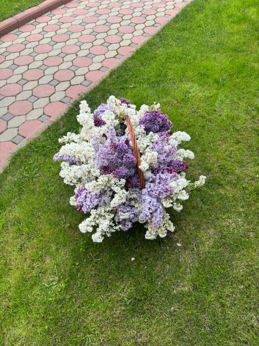 корзина серени свежие