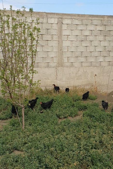 Qora tovuqlar  tuxumlari 4000 so'mdan