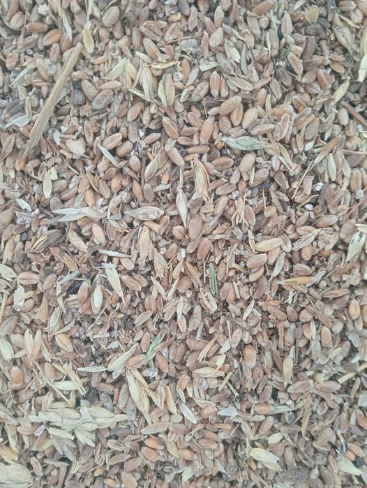 Зерноотходы  пшеничные