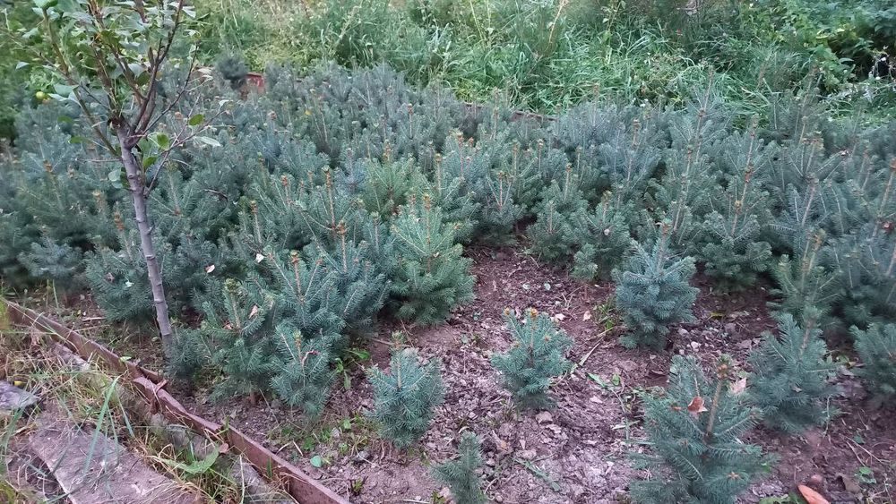 Крымская сосна сотилади 4-5йили  стволи бакуват зур шохлангап.
