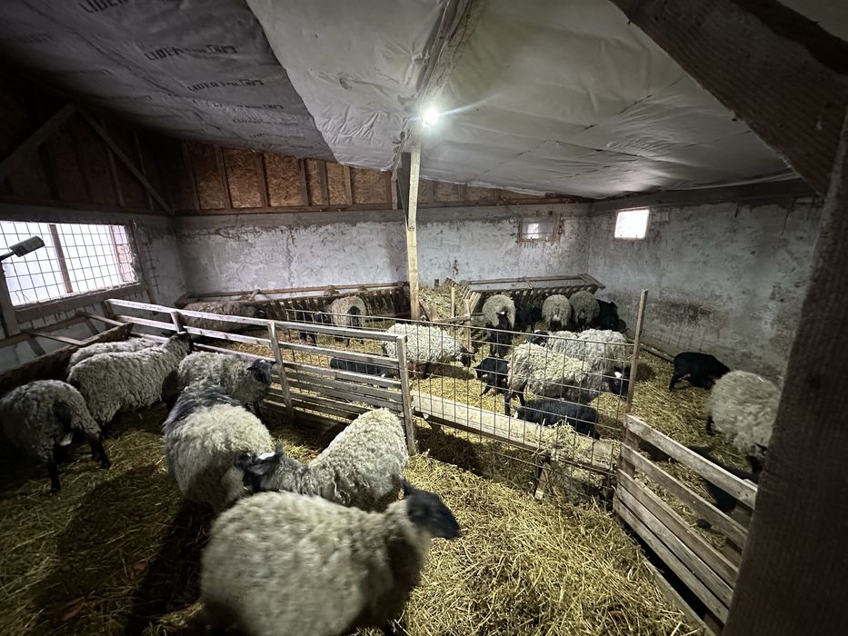 Vand 1 berbec romanov