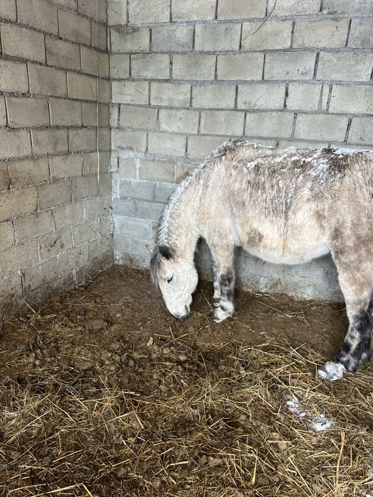 Продам лошадь ездавую