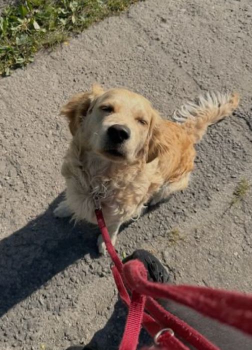 PET SITTER & PLIMBĂRI – Iubitor de animale cu experiență-Iași