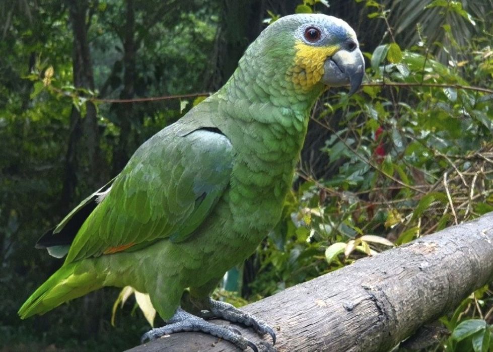 Попугай венесуэла амазони сотилади.