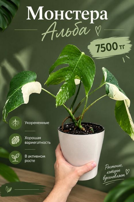 Эпипремнум, Альба, Бурле Маркс Флей, Монстера