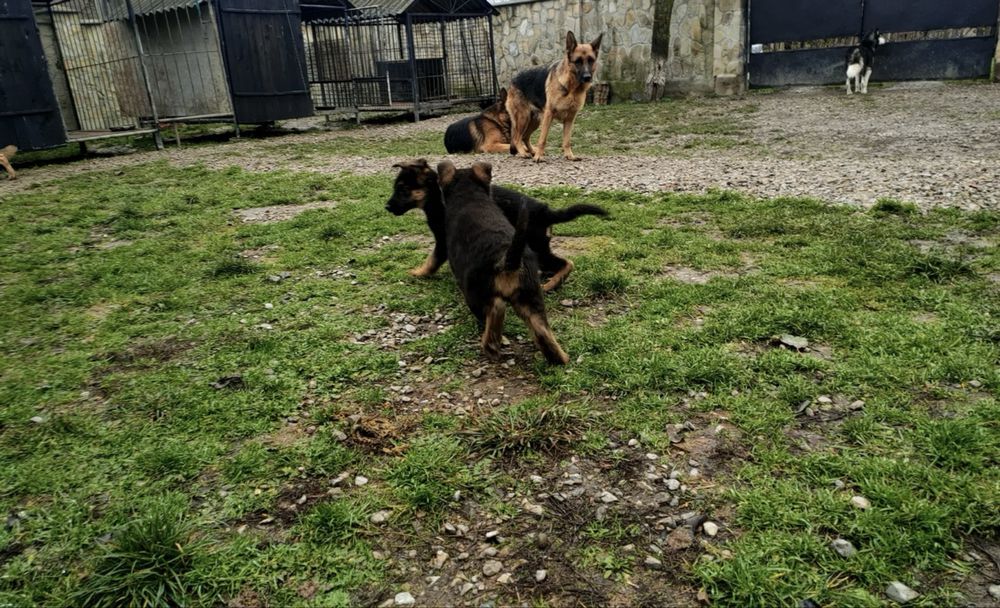 Щенок Немецкой Овчарки