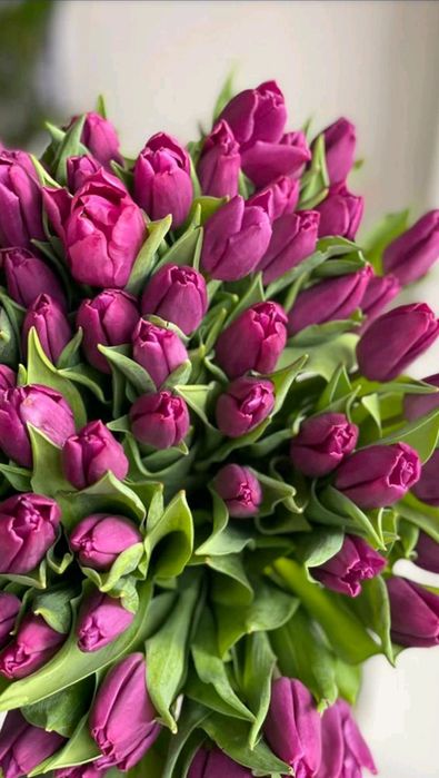 Тюльпаны из Голландии ОПТОМ