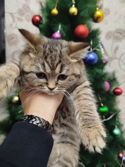 Qizim bilan jinsiy aloqa