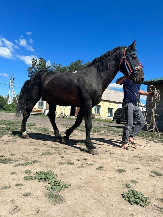 Бірден екі жыныс мүшесін жұлып алу