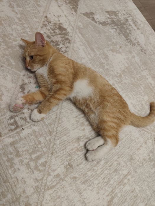 Отдам кота в хорошие добрые руки.