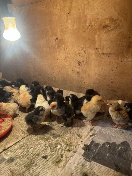 Продаются цыплята