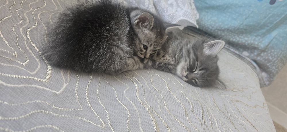 Продам котёнки 1.5 месяц