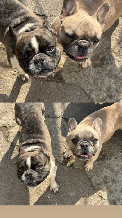 Щенки француского бульдога