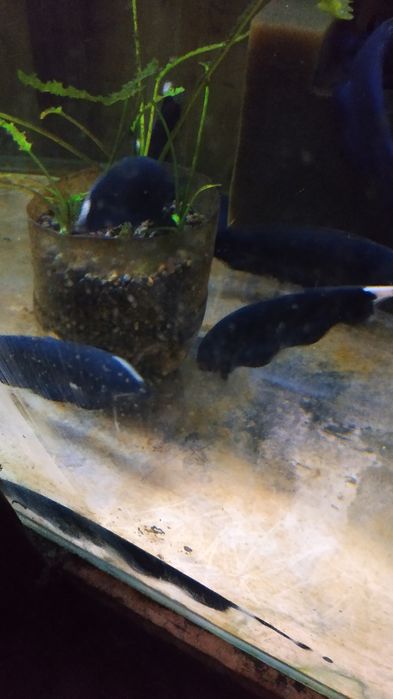 Продам Аквариумную рыбку