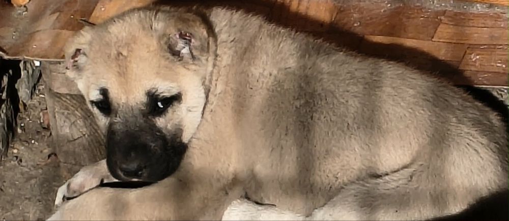 Продавам женски кангал