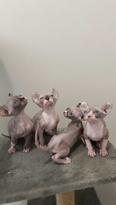 Эльф с аквамариновыми глазами.