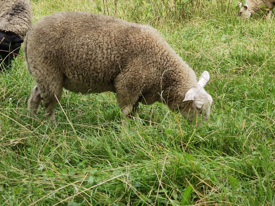 Mieluțe F3 Texel de vanzare
