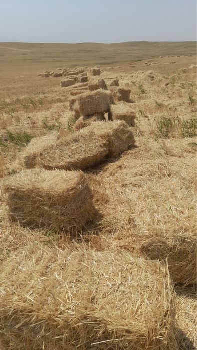 Сабан прес бар тез арада сатылады срочно