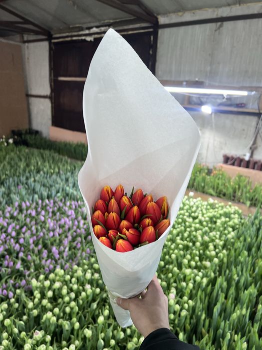 Тюльпаны 8 марта 650тг шт