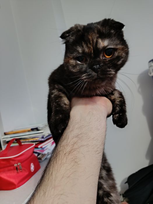 Кошки скоттиш фолд мушук 8-9 месяц