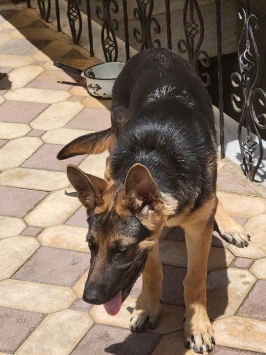 Овчарка 4 месяца сучка