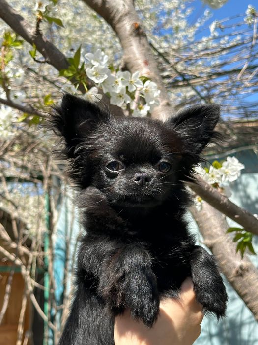 Длинашерстный чихуахуа