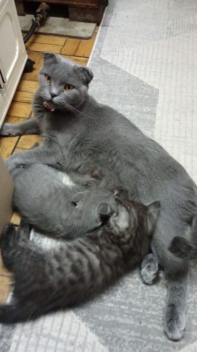 Продам котят породистых