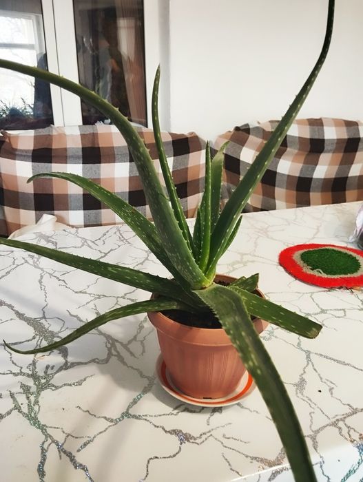 Алоэ цветы/гүлдер