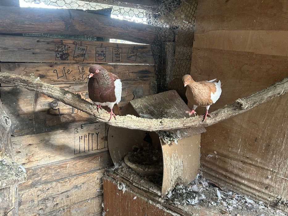 Vind porumbei, takla , jucatori de botosani, tobosari germani , tobosa