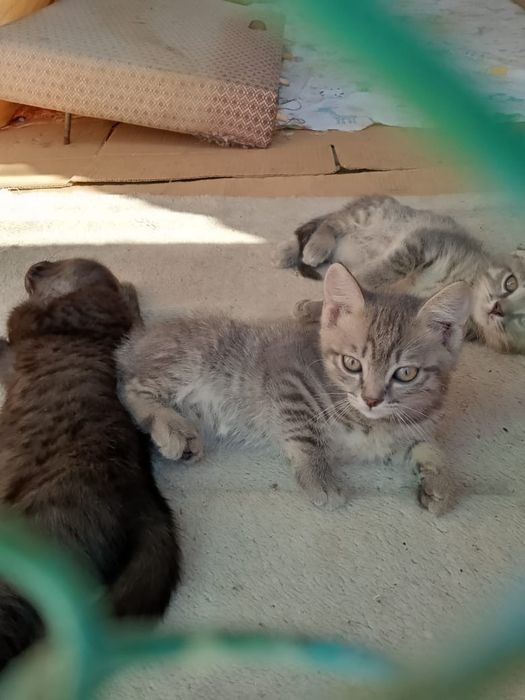 продам котят с мамой, девочки.