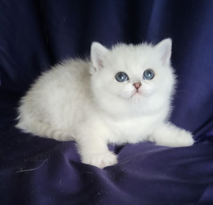 Серебристые шиншиллы