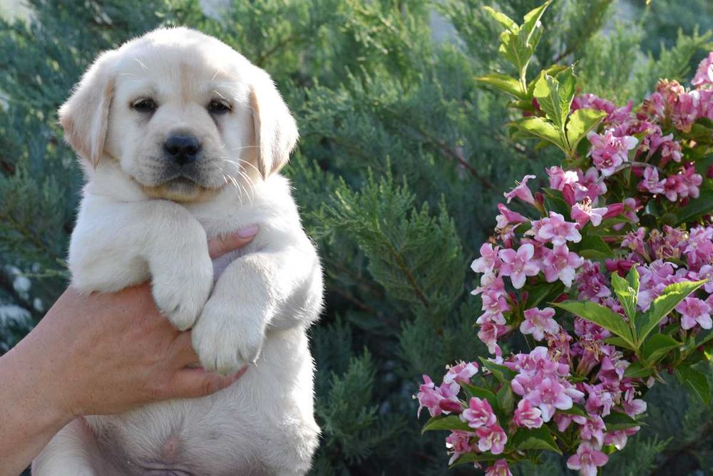 pui Labrador Retriever galben cu Pedigree