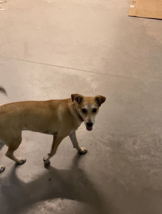 Собака в хорошие руки