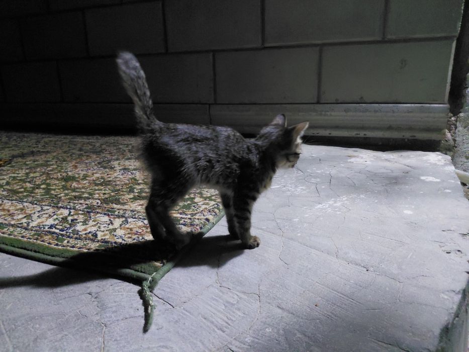 мысық сатылады, пародия Egyptian Mau