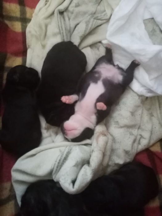 Щенки французского бульдога