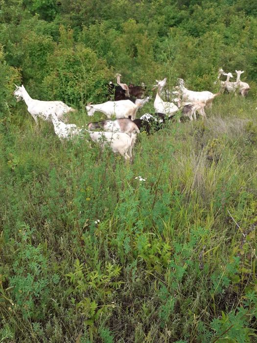 Capre de vanzare (30-35) Sunati pentru detalii.