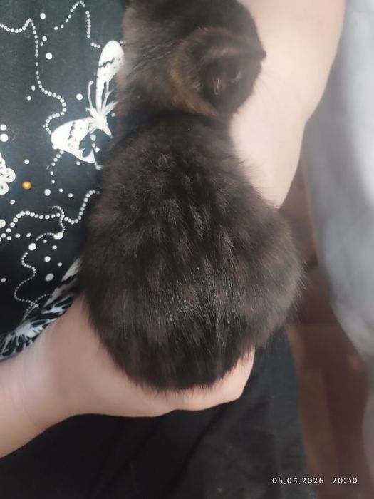 Отдам котенка в добрые руки