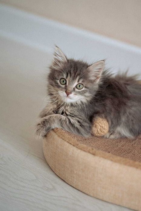 Котенок Шера ищет дом!