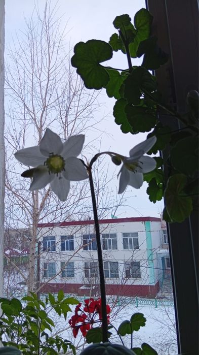 Продам комнатный цветок