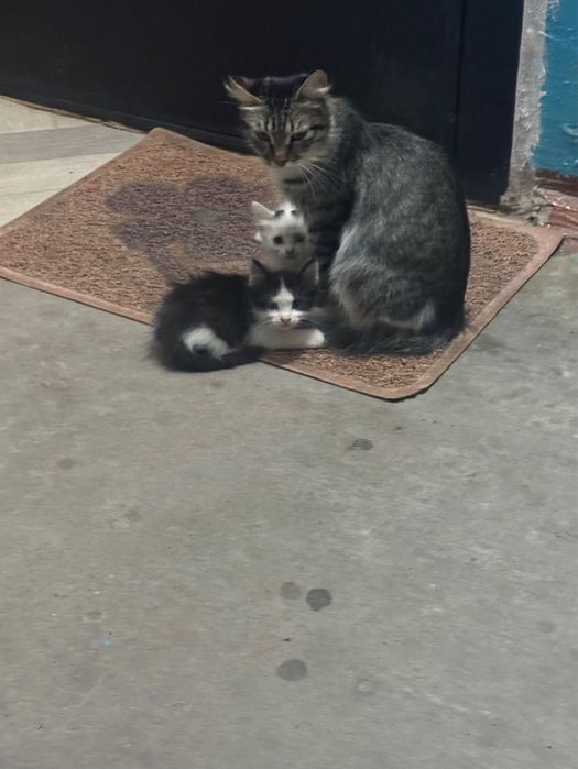 Котята 2 месяца ищут себе дом