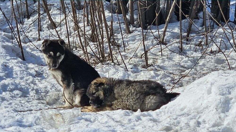 Отдам щенков в добрые руки