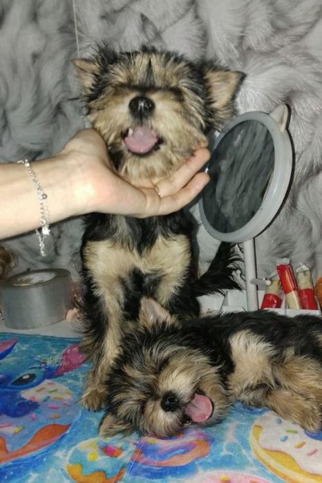 Щенки мини  Йорка девочки