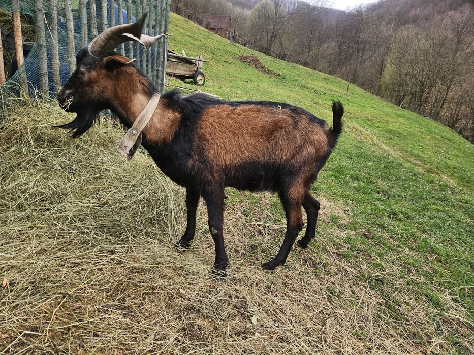 Țap de vanzare  cuminte
