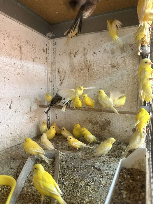 Canari diverse culori masculi/femele