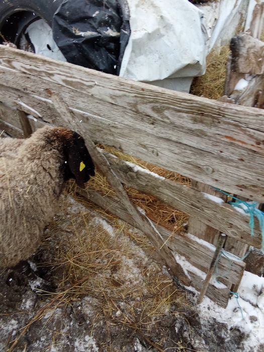 Capre anglonubian sialpin