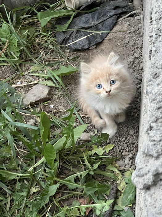 Милейшие котятки